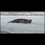  Lion de mer sur la banquise