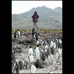  Combien de type de pinguins? 2 royaux, les papou et ...