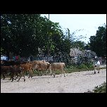  Encore des vaches
