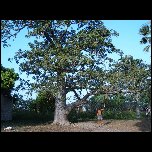  Arbre Baobab
