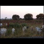  Les vaches... pendant que l on reparait le pneu creve du mercedes 15places