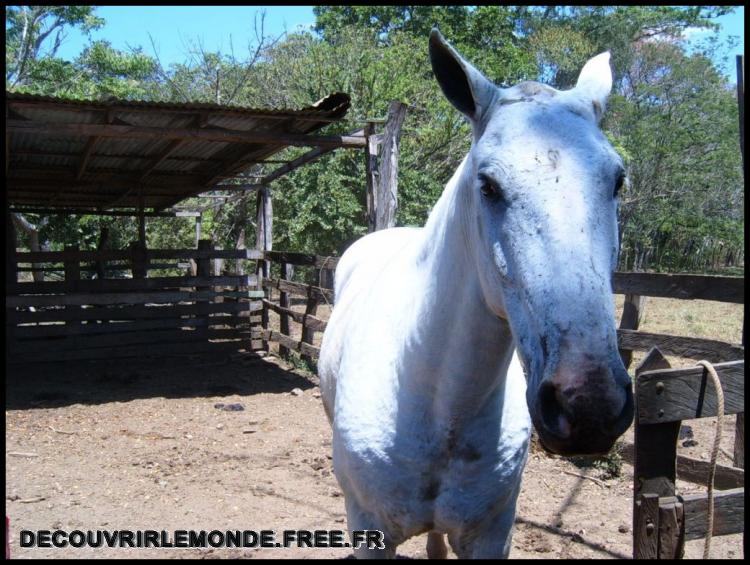  Ranch avec un cheval  Nicoya