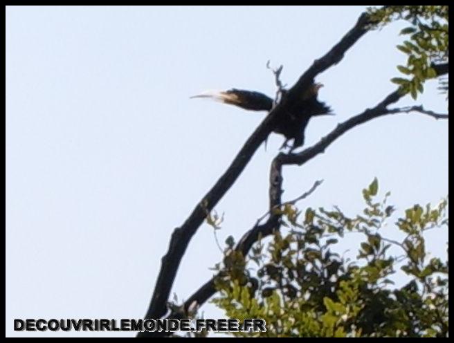  Oiseaux

