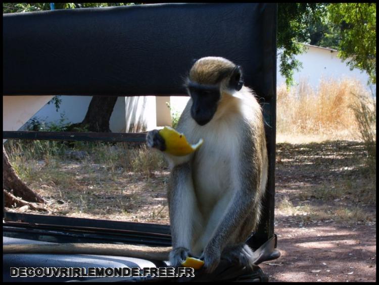  Singes terminant notre repas dans le pick-up
