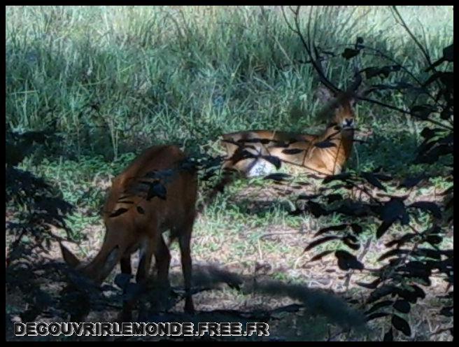  Antilopes
