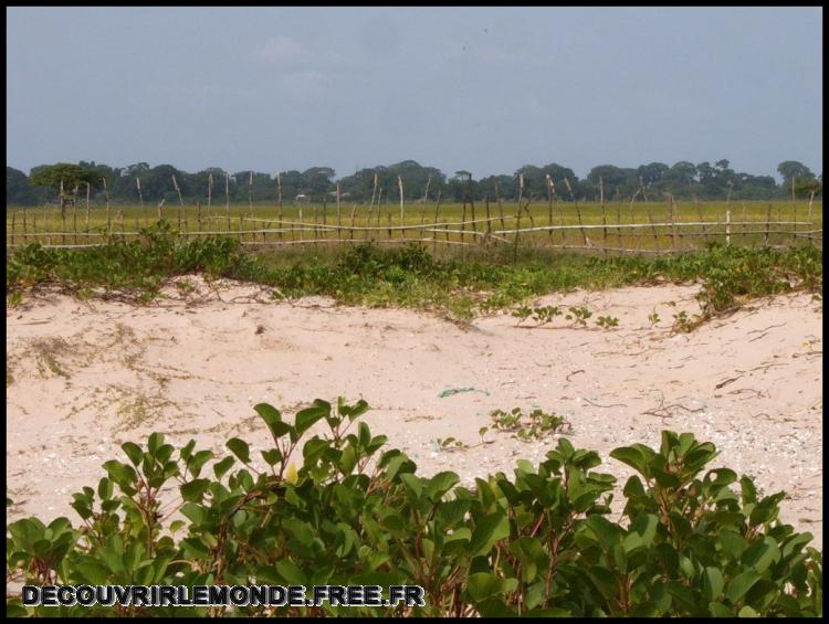  Arriere plage pres de la Guinee Bissau

