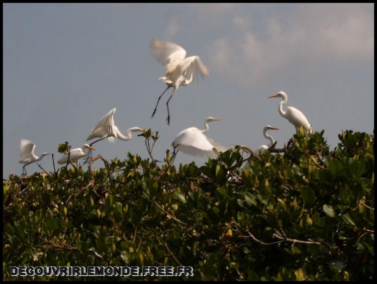  L ile aux oiseaux, une multitude!!
