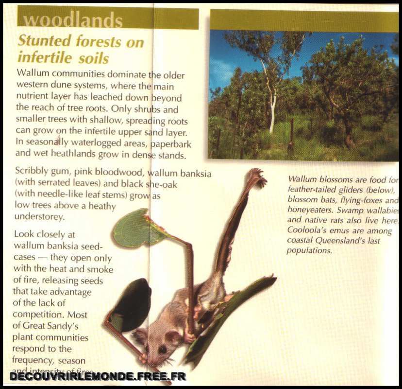 05-frazer-Island-Woodlands.jpg	